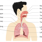 Tips Menjaga Kesehatan Sistem Pernapasan