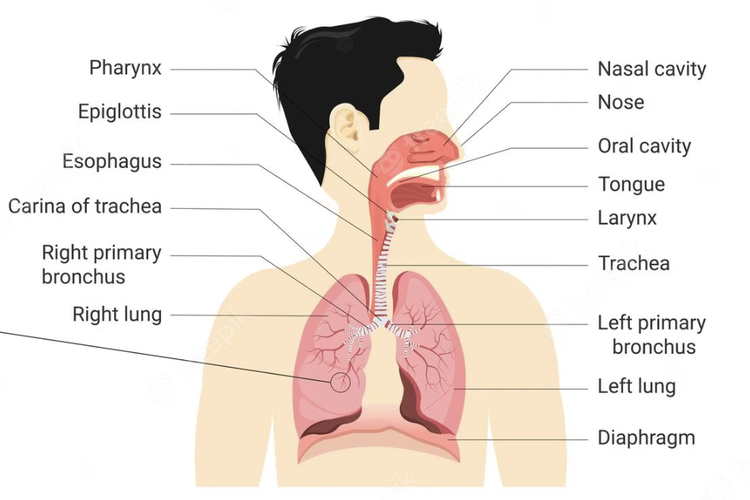 Tips Menjaga Kesehatan Sistem Pernapasan